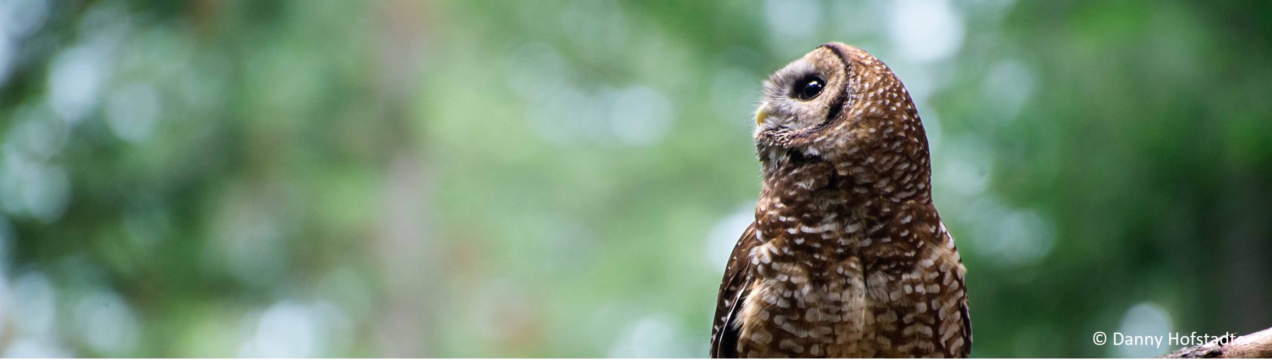 Photo of California spotted owl profile